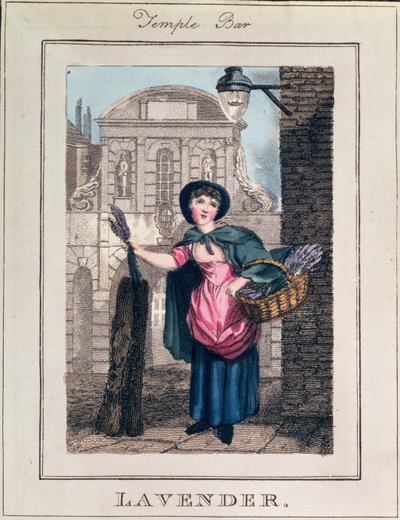 Lavendel, Temple Bar, uit 